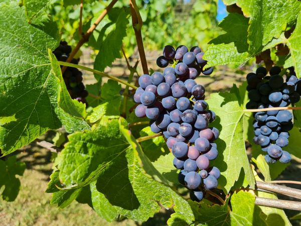 grapes